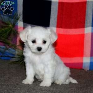 Candy, Bichon Frise Puppy