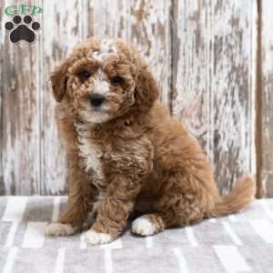 Cannon, Mini Labradoodle Puppy