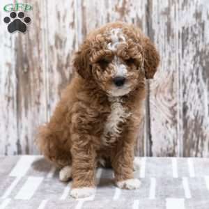 Cannon, Mini Labradoodle Puppy