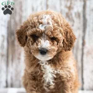 Cannon, Mini Labradoodle Puppy