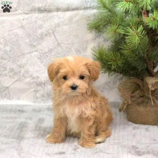 Canoli, Maltipoo Puppy