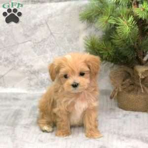 Canoli, Maltipoo Puppy