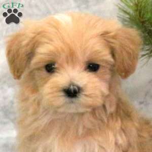 Canoli, Maltipoo Puppy