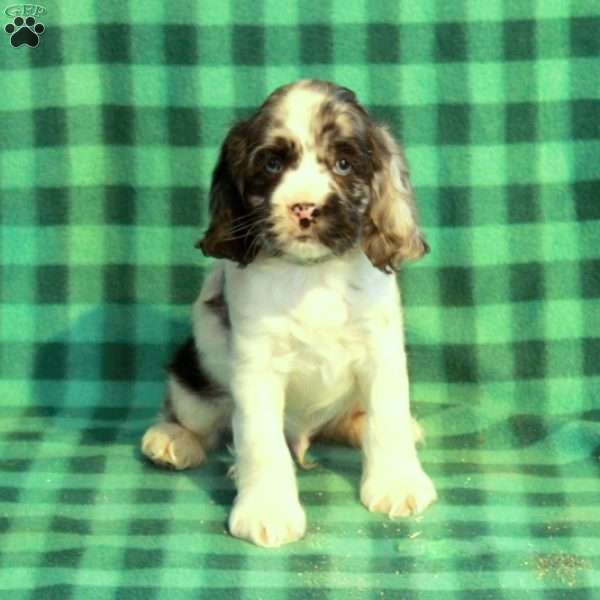 Captain, Cocker Spaniel Puppy