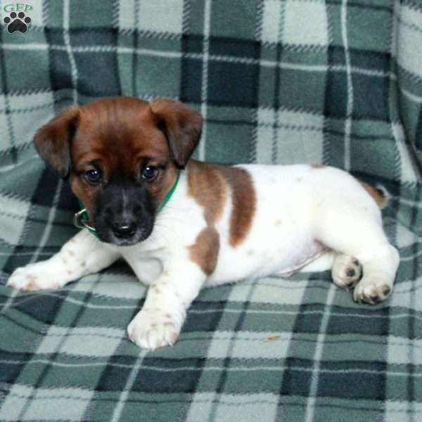Captain, Jack Russell Terrier Puppy
