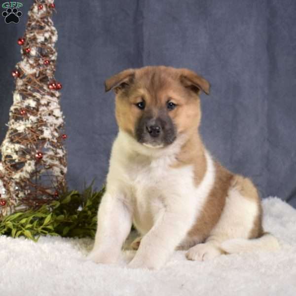 Captain, Akita Mix Puppy