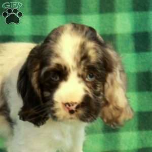 Captain, Cocker Spaniel Puppy
