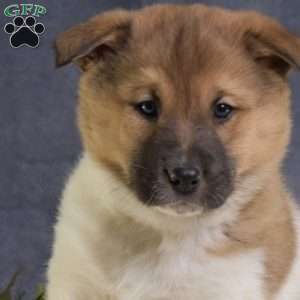 Captain, Akita Mix Puppy