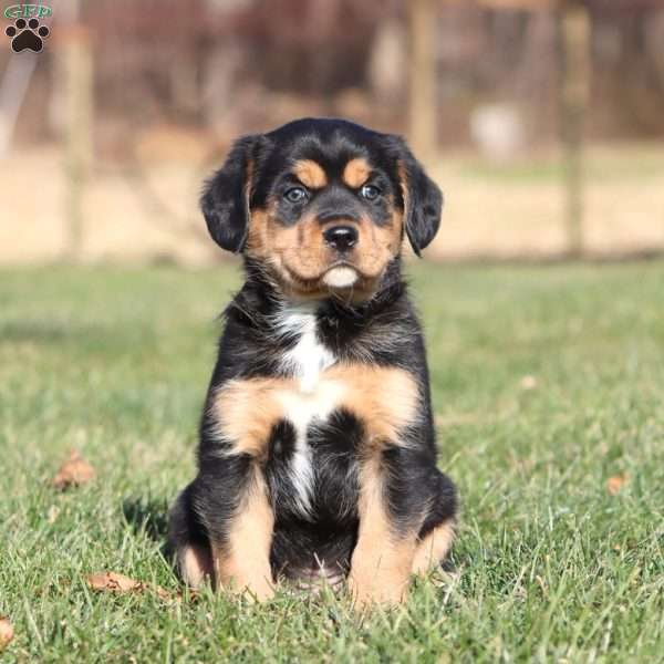 Captain, Shih Tzu Mix Puppy