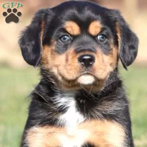 Captain, Shih Tzu Mix Puppy