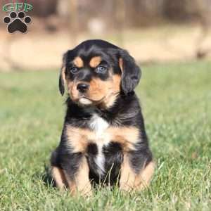 Captain, Shih Tzu Mix Puppy