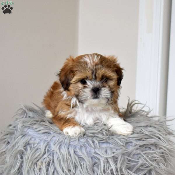 Caramel, Teddy Bear Puppy