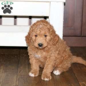 Caramel-F1b, Mini Goldendoodle Puppy