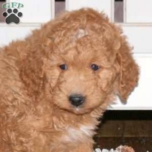 Caramel-F1b, Mini Goldendoodle Puppy