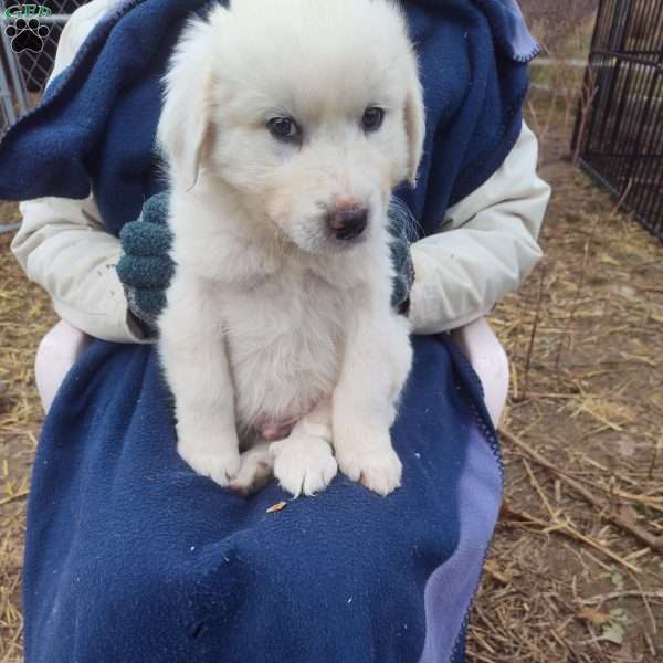 Cardozo, Great Pyrenees Puppy