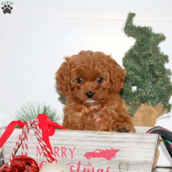 Carly, Cavapoo Puppy