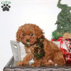 Carly, Cavapoo Puppy