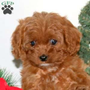Carly, Cavapoo Puppy