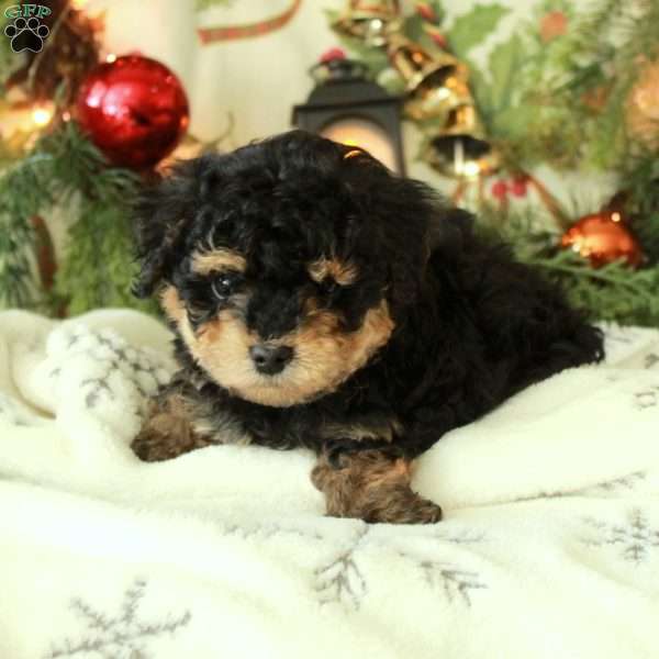 Carol, Yorkie Poo Puppy