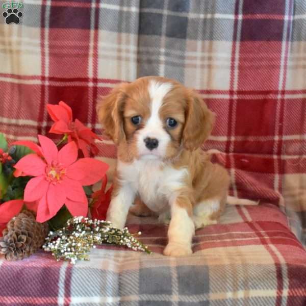 Carol, Cavalier King Charles Spaniel Puppy