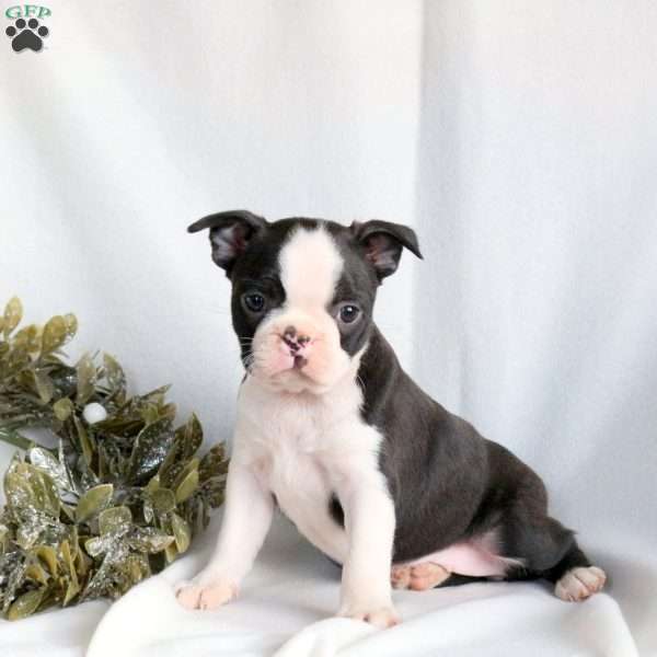 Carol, Boston Terrier Puppy