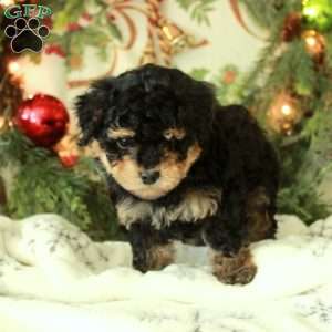Carol, Yorkie Poo Puppy