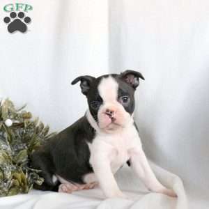 Carol, Boston Terrier Puppy
