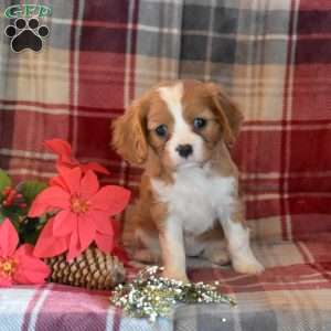 Carol, Cavalier King Charles Spaniel Puppy