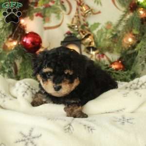 Carol, Yorkie Poo Puppy