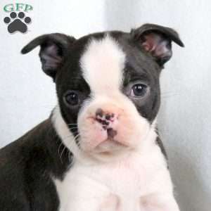Carol, Boston Terrier Puppy