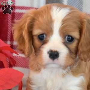 Carol, Cavalier King Charles Spaniel Puppy