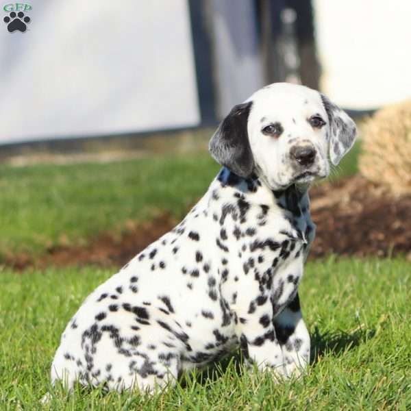 Carol, Dalmatian Puppy
