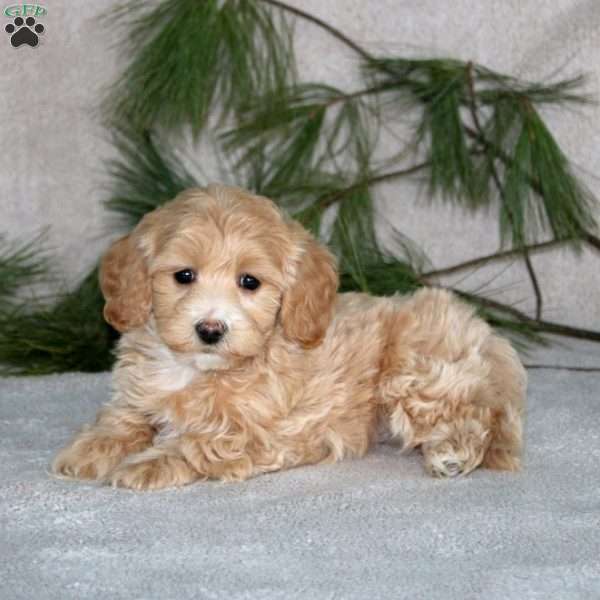 Carol, Maltipoo Puppy