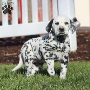 Carol, Dalmatian Puppy