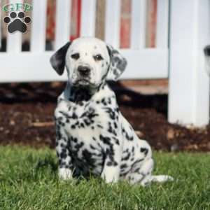 Carol, Dalmatian Puppy