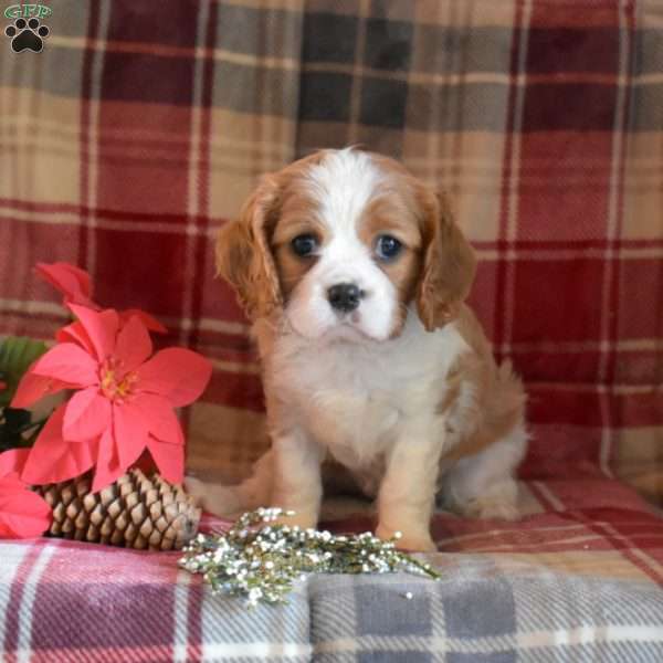 Caroline, Cavalier King Charles Spaniel Puppy