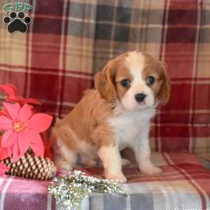 Caroline, Cavalier King Charles Spaniel Puppy