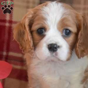 Caroline, Cavalier King Charles Spaniel Puppy