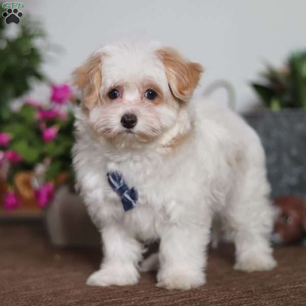 Carson, Maltipoo Puppy