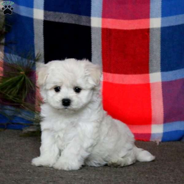 Carson, Bichon Frise Puppy