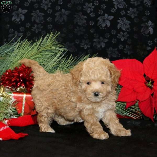 Carson, Maltipoo Puppy