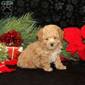 Carson, Maltipoo Puppy