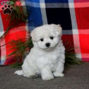 Carson, Bichon Frise Puppy