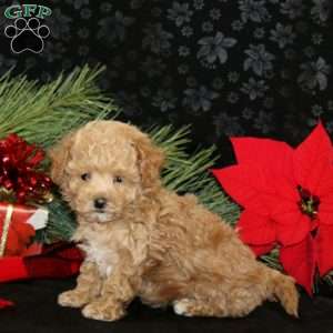 Carson, Maltipoo Puppy