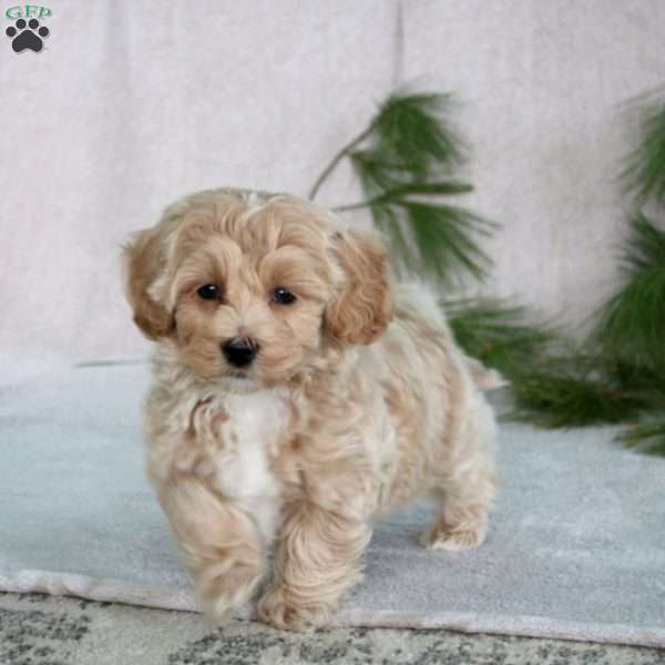 Carter, Maltipoo Puppy