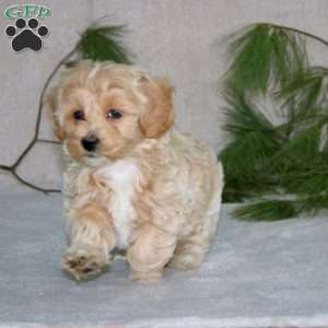 Carter, Maltipoo Puppy