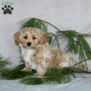 Carter, Maltipoo Puppy