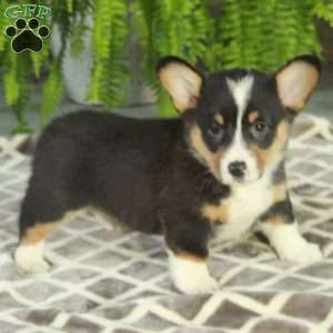 Casey, Pembroke Welsh Corgi Puppy