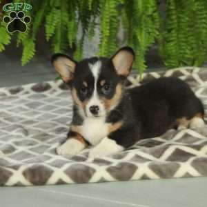 Casey, Pembroke Welsh Corgi Puppy
