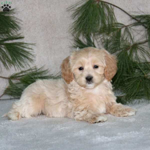 Casey, Maltipoo Puppy